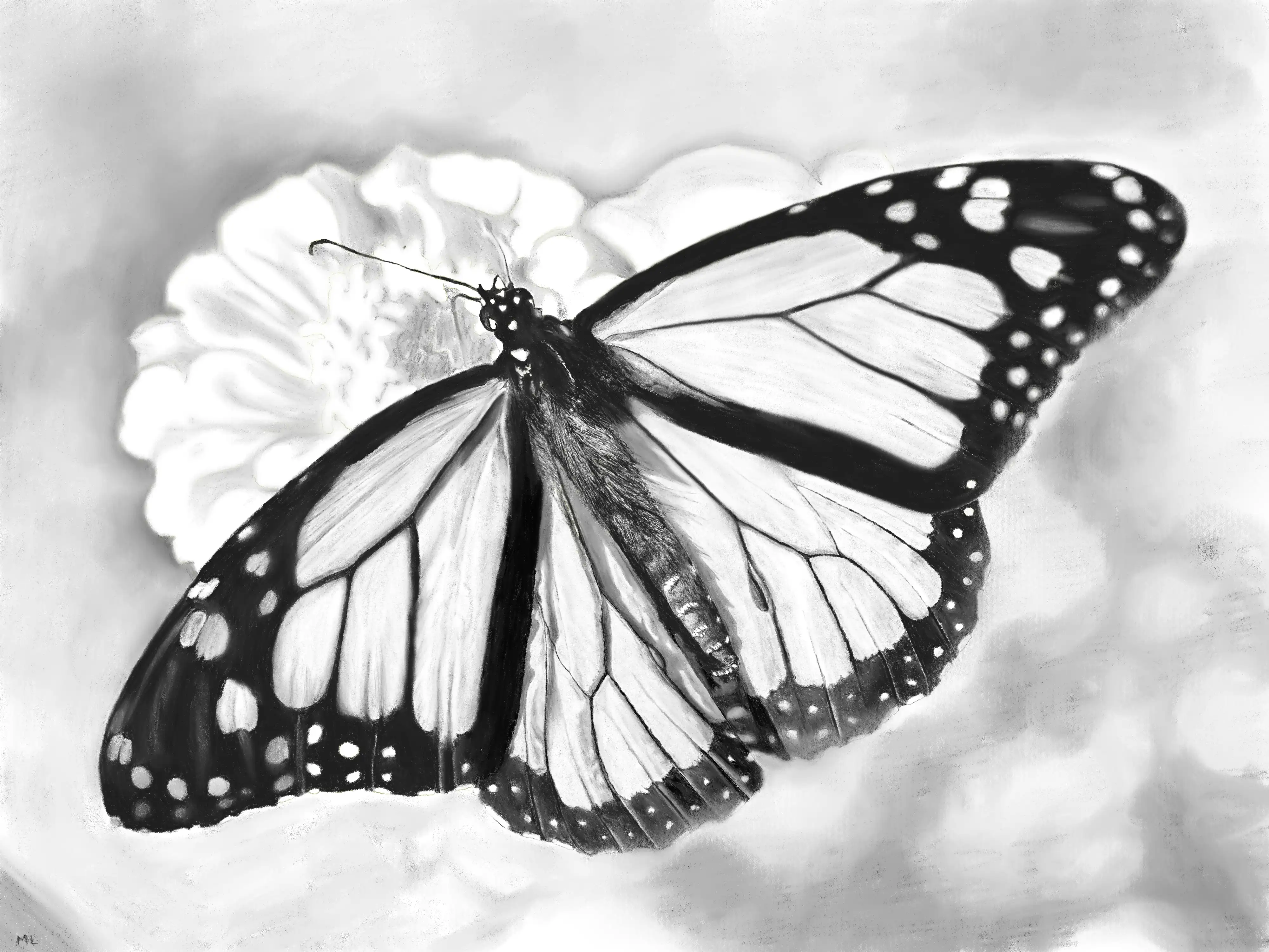 A drawing of a butterfly photo my son took.